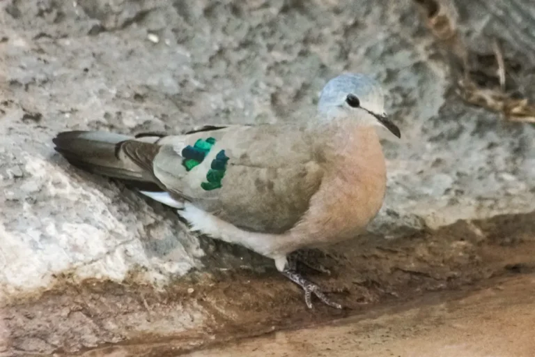 Bird Emerald-spotted Wood Dove