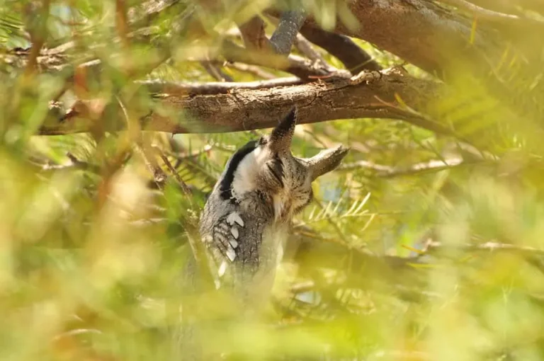 Southern White-faced Owl
