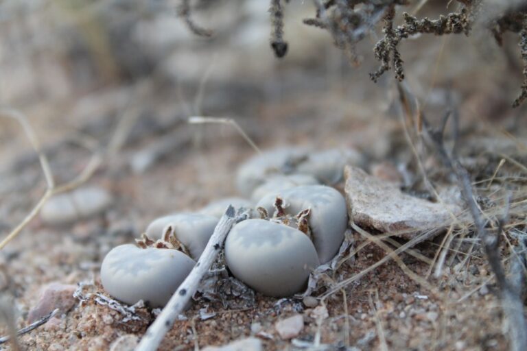 Lithops