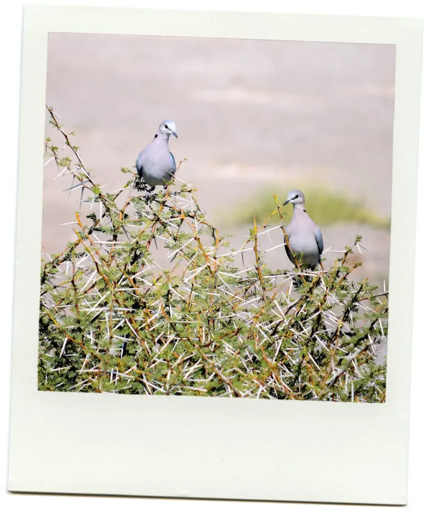 Doves