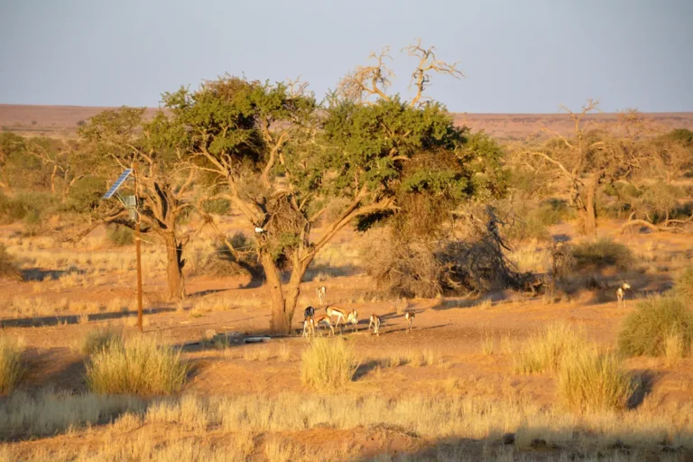 Springbok at Waterhole