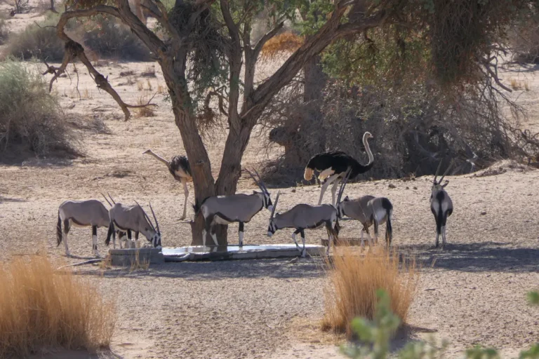 Gemsbok and Ostrich at Waterhole