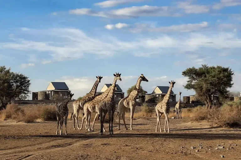 Giraffe Outside Accommodation