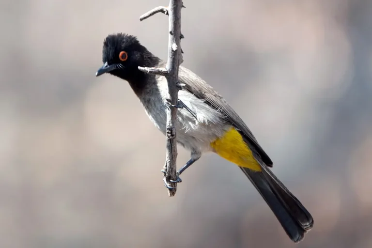 Red-eyed Bulbul