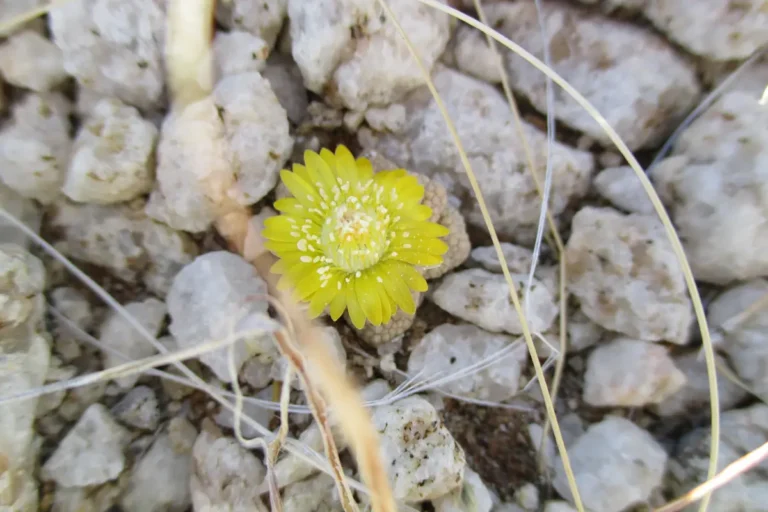 Lithops flower