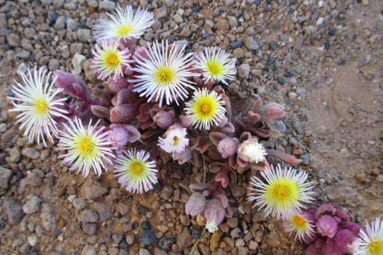 Succulent in flower